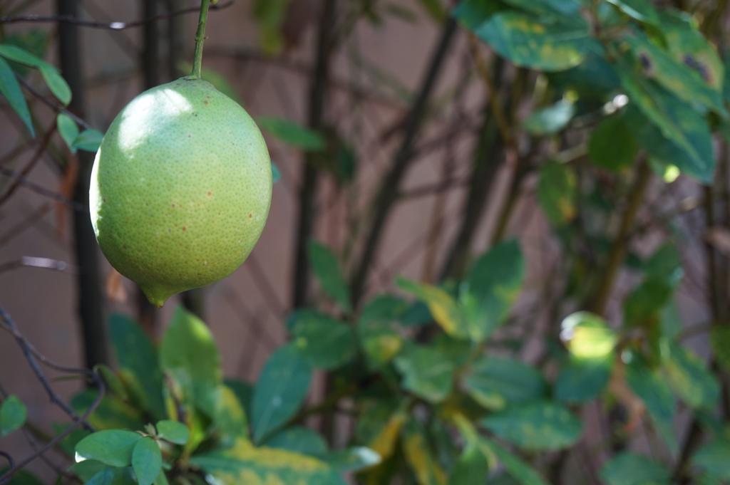 Отель Antica Dimora Horti Luculliani Рим Экстерьер фото